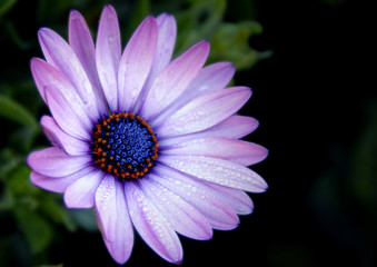 Obraz premium Close up of purple dahlia
