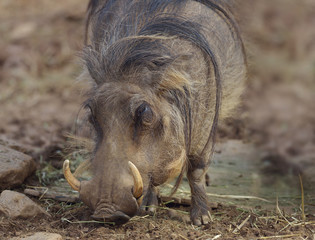 Common Warthog Grazing