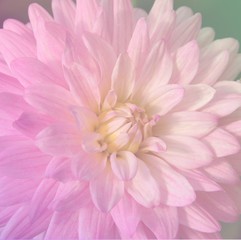Soft blurred close up of pink dahlia