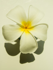 Fototapeta na wymiar tropical flower lpumeria franjipani