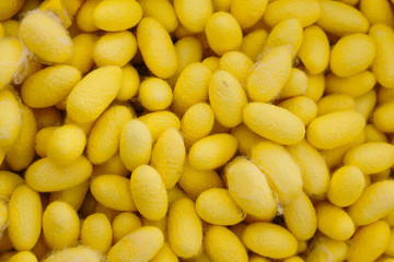 Cocoon closeup