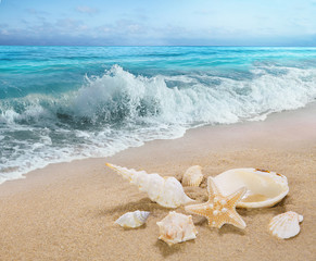 The shells on sea shore.