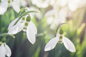 Snowdrops Blooming Outdoors