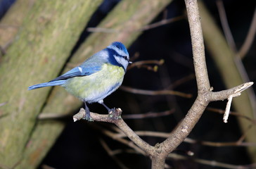 bird tit