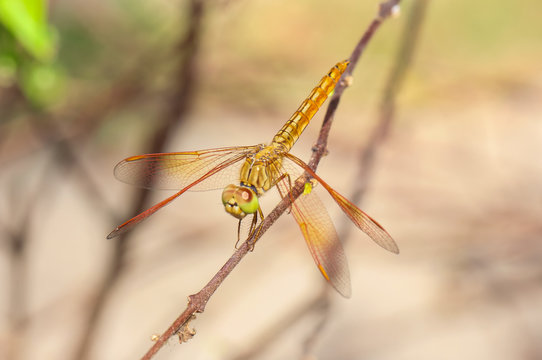 Dragonfly in the garden.