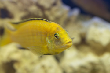 Labidochromis yellow in aquarium water