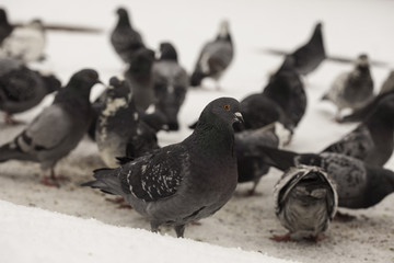 group of wild urban pigeons on the snow