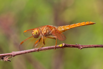 Dragonfly in the garden.
