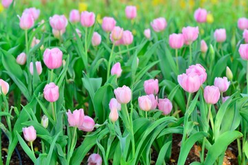 Fresh colorful tulips in warm sunlight