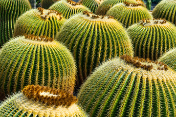 Cactus garden in Guatiza, Lanzarote, Canary Islands, Spain