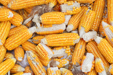 Fototapeta na wymiar dry corns for animal feeding