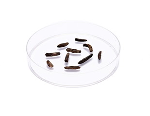 Mutterkörner (Claviceps purpurea) in Petrischale