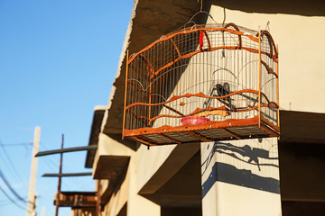 Cuba, Trinidad, Birdcage