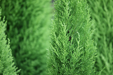 tropical pine foliage background.