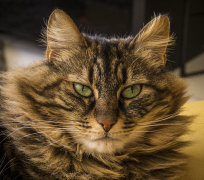 Portrait de F&eacute;line