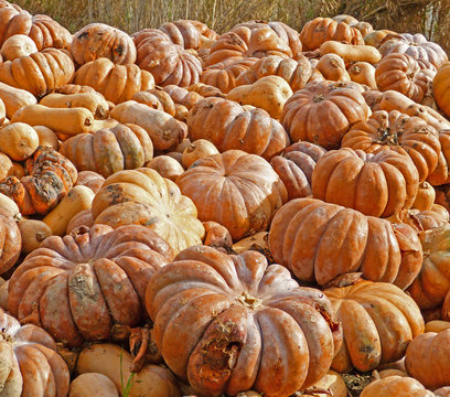Citrouilles en perdition