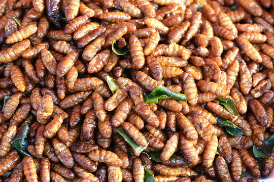 silkworms fried