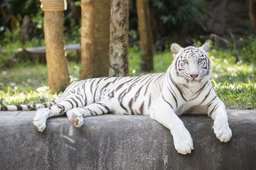 The white tiger resting