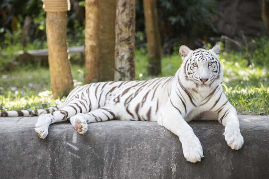 The white tiger resting