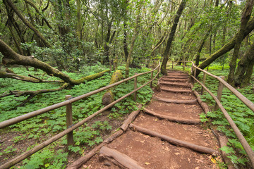 Rain forest in Garajonay national park , La Gomera, Canary islands,  Spain.