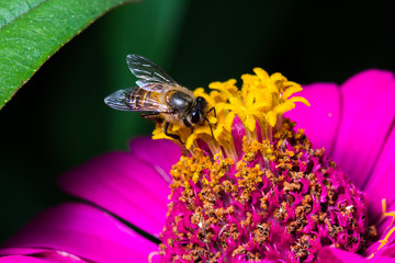 close up bee on pink flower