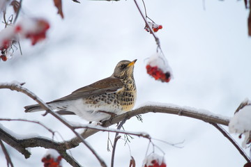 Fieldfare on a branch of rowan regales red berries