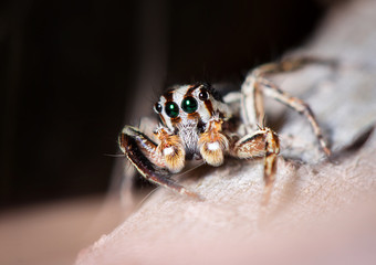 jumping spider on dried leaf