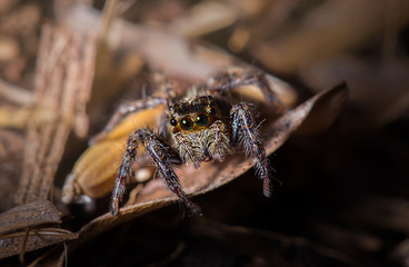 jumping spider on dried leaf