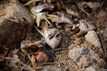 Cabezas de sardina en descomposición usadas como cebo para pescar