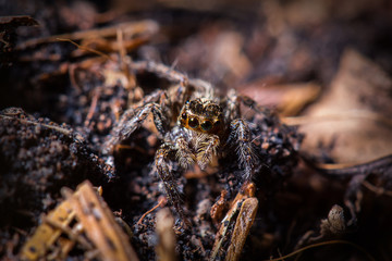 jumping spider on dried leaf