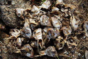 Cabezas de Sardina amontonadas en la playa