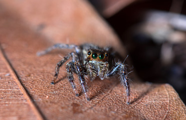 jumping spider on dried leaf