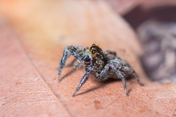 jumping spider on dried leaf