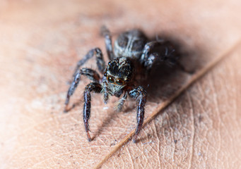 jumping spider on dried leaf