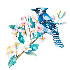 Blue jay isolated on a white background. Spring flowers.Watercolor.Vector. - 102334361