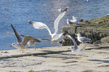 Gaviotas en el muelle