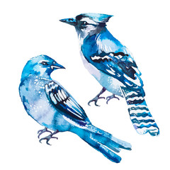 Blue jay isolated on a white background. Watercolor. Vector. - obrazy, fototapety, plakaty