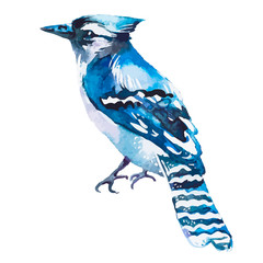 Blue jay isolated on a white background. Watercolor. Vector.