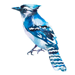 Blue jay isolated on a white background. Watercolor. Vector. - 102334713