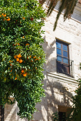 Fototapeta na wymiar Mandarine tree near a house