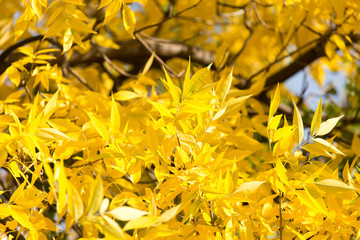 yellow leaves on the tree in autumn