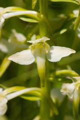 Greater butterfly-orchid