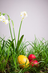 Fototapeta premium spring snowflake in the grass and Easter eggs