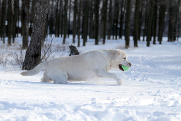 yellow labrador in winter in snow with a green toy