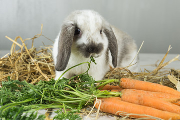coniglio nano ariete mangia foglie carota