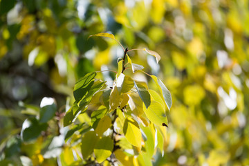 colorful leaves on a tree in autumn