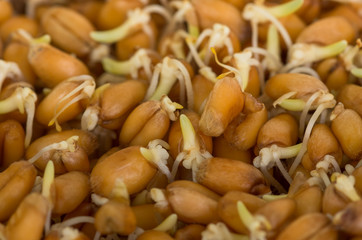 Fototapeta premium Sprouted wheat grain