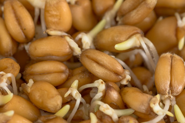 Sprouted wheat grain