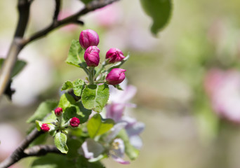 beautiful flowers on the apple tree in nature