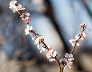 flowers on the tree in nature